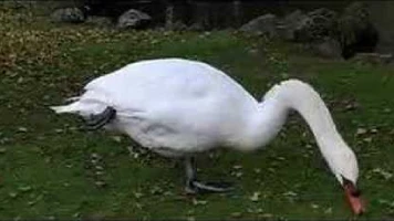 H5N1