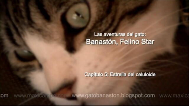 Banastón, Felino Star - Capítulo 5 "Estrella del celuloide" de Maxi Campo
