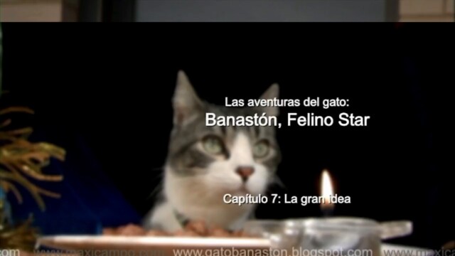 Banastón, Felino Star - Capítulo 7 "La gran idea". Webserie Maxi Campo
