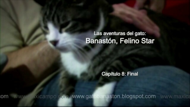 Banastón, Felino Star - Capítulo 8 "Final". Webserie familiar Maxi Campo