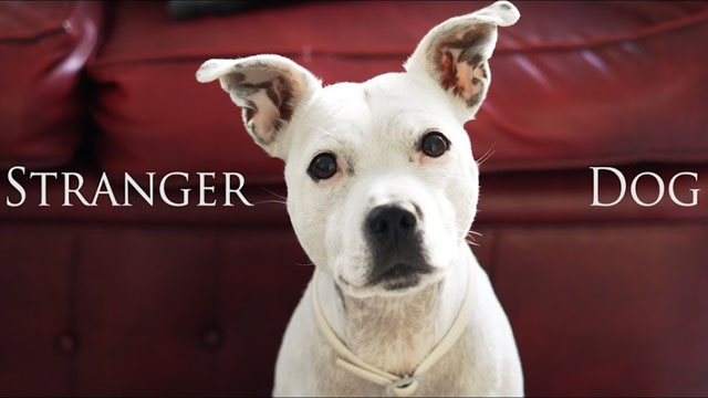Stranger Dog. Cortometraje y comedia de cine fantástico de Adrian Leon