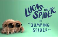 Lucas la araña – Araña Saltadora. Cortometraje de animación Joshua Slice