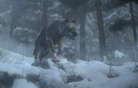 Alone a wolf winter