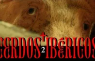 Cerdos Ibericos Capitulo 2