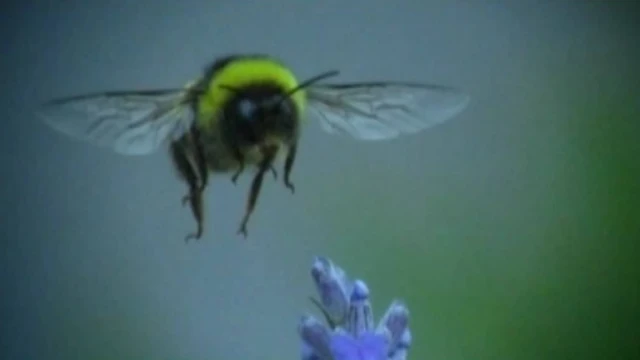 Las abejas. Cortometraje y comedia española de Jim Box
