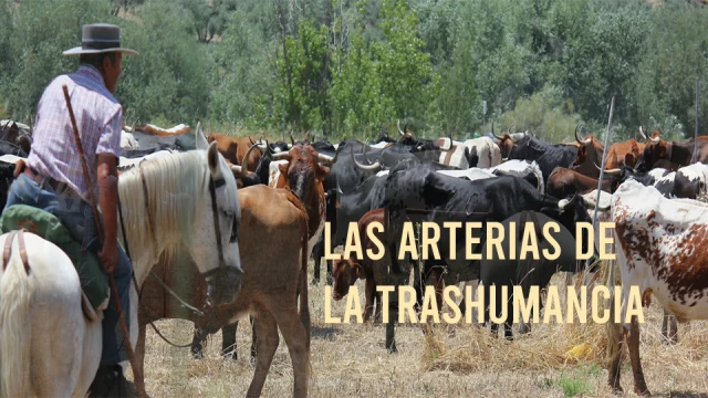 Jaén, arteria de las trashumancia. Cortometraje documental