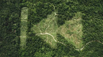 REWILD