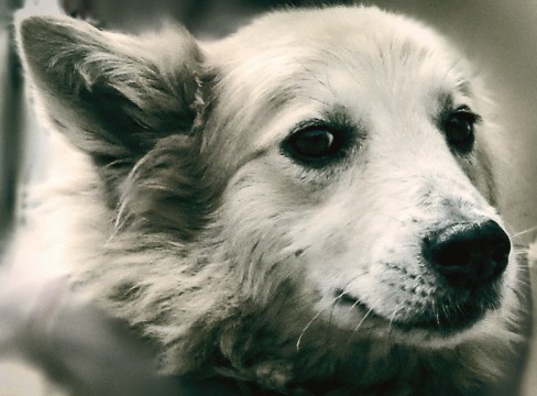 Canis Somnus: En un sueño canino